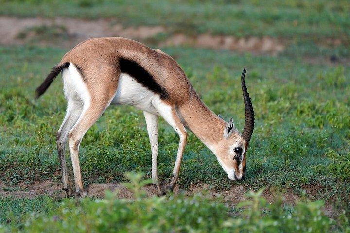ナイバシャ湖でのオプションのボートライド付きナクル湖公園への日帰りツアー