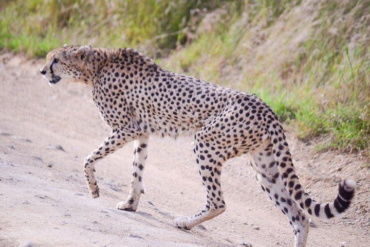 7-Day Serengeti Wildebeest Migration Camping Safari