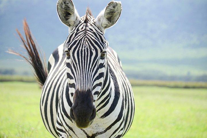 7-Day Serengeti Wildebeest Migration Camping Safari
