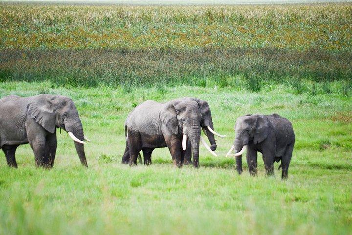 7-Day Serengeti Wildebeest Migration Camping Safari