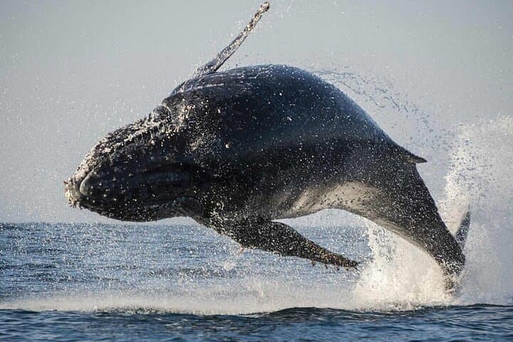 Hermanus Whale Watching and Stony Point Penguins Full Day Tour