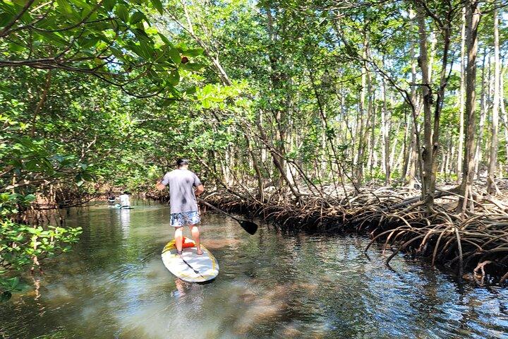 Expérience de stand up paddle dans la nature à Miami