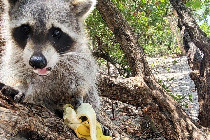 マイアミの自然とラグーンアイランドパドル乗船体験