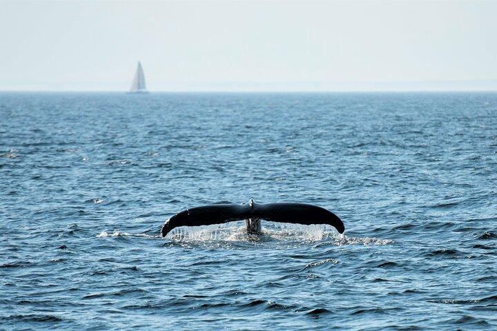 City Cruises Boston Whale Watching Cruise med højhastighedsbåd