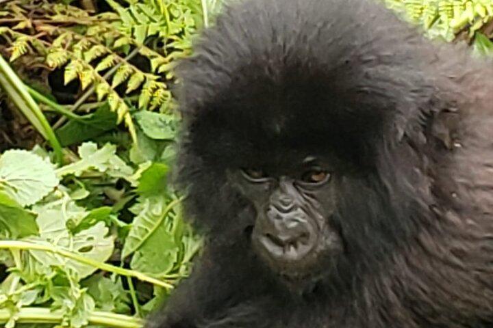 1 Tag Mountain Gorilla Trekking im Vulkan-Nationalpark