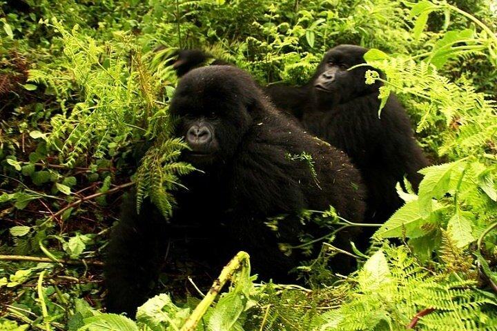 1 Tag Mountain Gorilla Trekking im Vulkan-Nationalpark