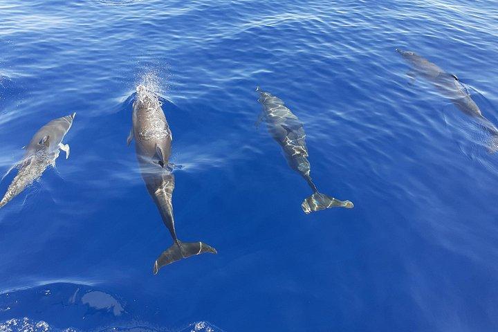 4h - Extended Private Sailing Tour around the Lobos Island