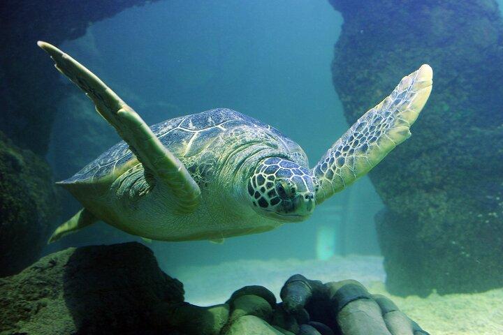 SEA LIFE アメリカンドリームでのニュージャージー入場券