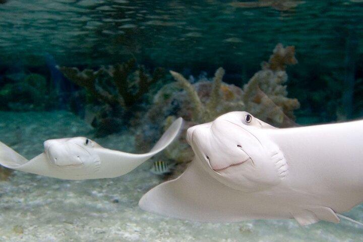 SEA LIFE アメリカンドリームでのニュージャージー入場券