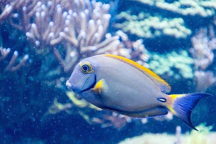 SEA LIFE アメリカンドリームでのニュージャージー入場券