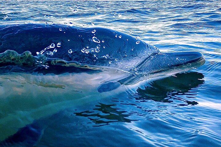 Lisbon: Dolphin Watching with Marine Biologist – Small Group
