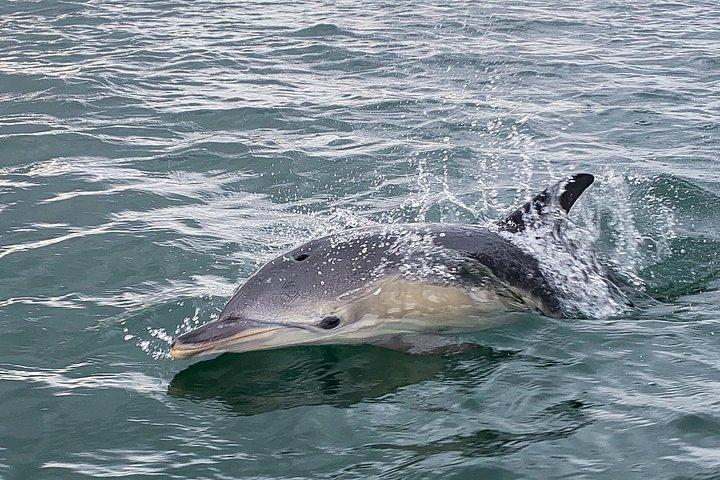 Lisbon: Dolphin Watching with Marine Biologist – Small Group