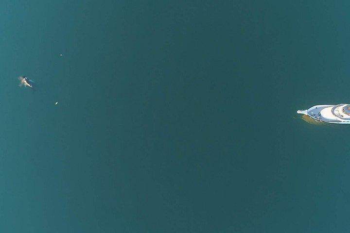 レイキャビクのヨットでホエール ウォッチング クルーズ