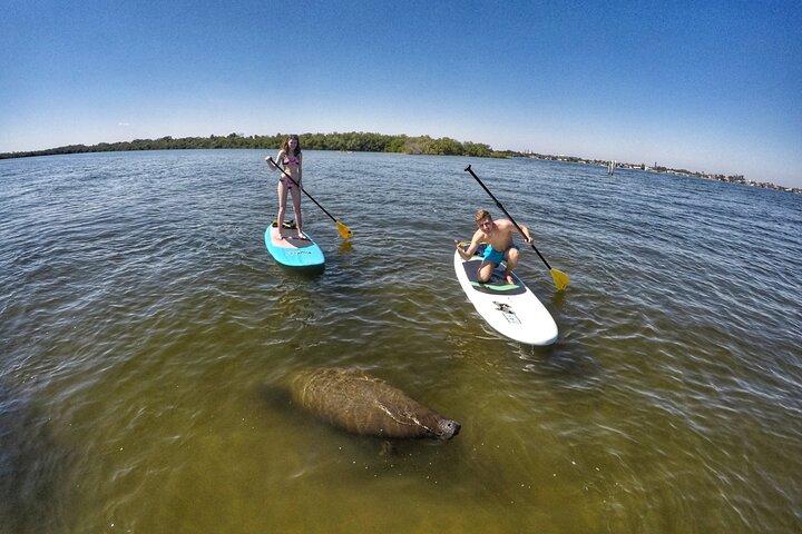 Paddle Boarding Öko-Abenteuertour Jupiter Florida - Singer Island
