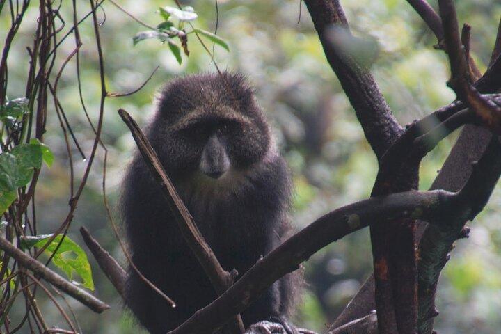 7-dages Kilimanjaro Machame-bestigning