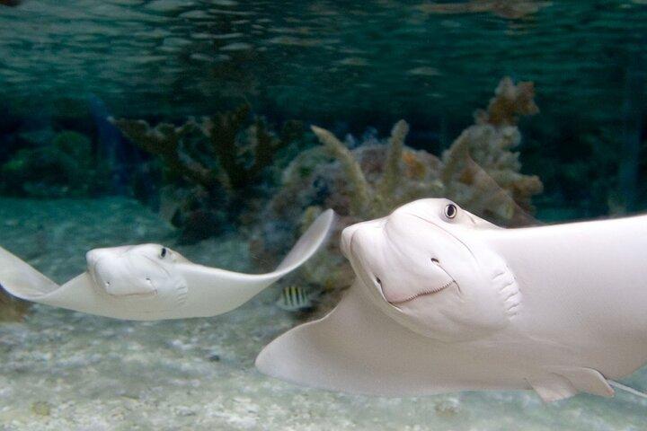 SEA LIFE Aquarium サンアントニオ入場券