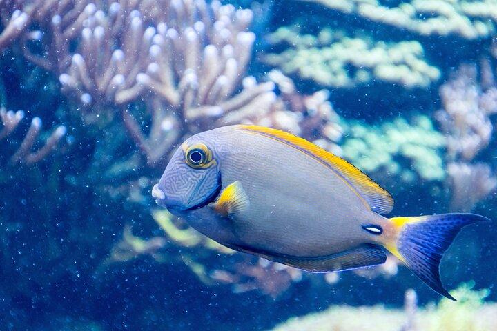 SEA LIFE Aquarium サンアントニオ入場券