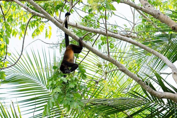 Monkey Mangrove tour