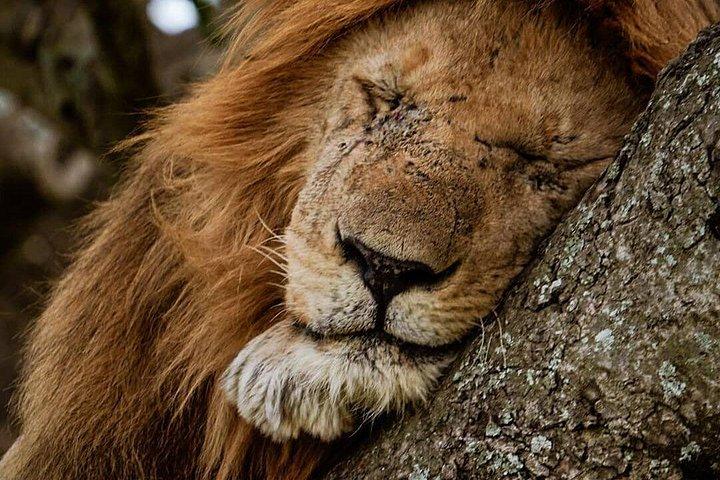 6 Days Tanzania join group Budget Camping Safari
