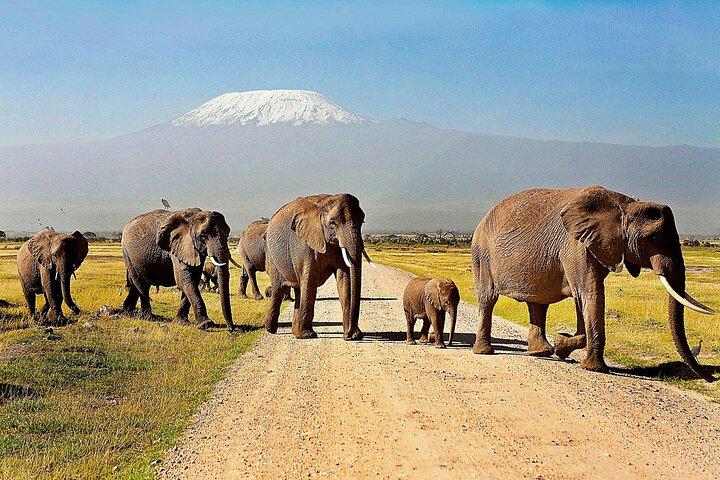 Excursion d'une journée au parc national d'Amboseli et safari