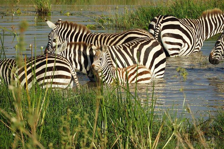 Aventura privada: Nairobi park, Centro de elefantes y jirafas