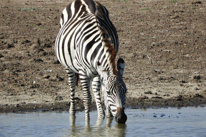 Aventura privada: Nairobi park, Centro de elefantes y jirafas