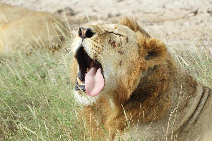 Aventura privada: Nairobi park, Centro de elefantes y jirafas