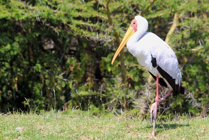 サファリバンで行くマサイマラ島3日間バジェットプライベートツアー