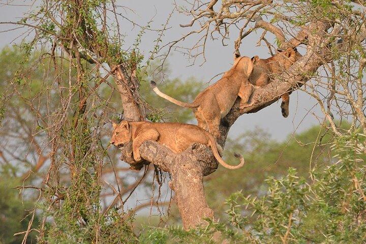 16 dage rundt i Uganda Safari