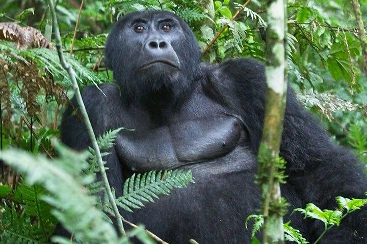 16 dage rundt i Uganda Safari