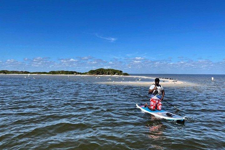 ワイルドライフ リフュージ マナティー、イルカ、マングローブ カヤックまたはパドルボーディング ツアー !