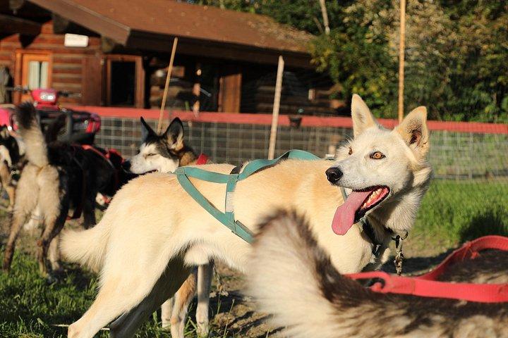 Sled Dog Cart Ride with Guide