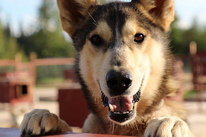 Sled Dog Cart Ride with Guide