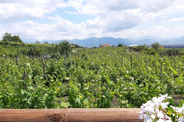 Wine Tour and Lunch with Winetasting and Vineyard Visit