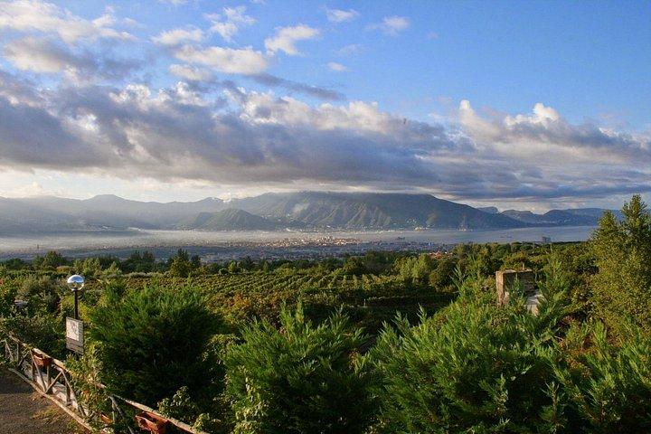 Wine Tour and Lunch with Winetasting and Vineyard Visit