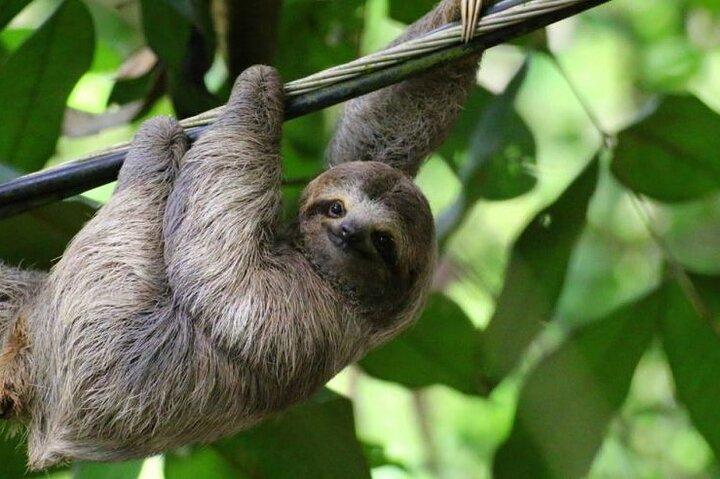 Udforsk Rainforets Sloth Oplev spektakulære vandfald
