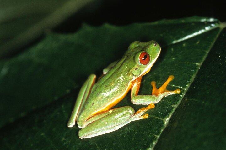 Esplora Rainforets Sloth Scopri la spettacolare cascata
