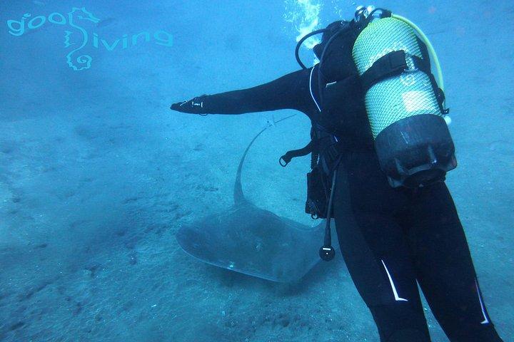 Dives Packages with Transfers in Tenerife