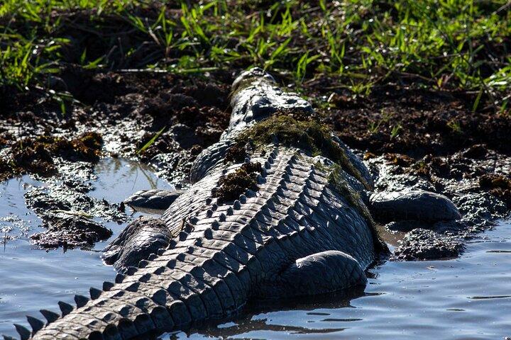 ダーウィン発カカドゥ国立公園野生動物＆ウビールロックアートツアー