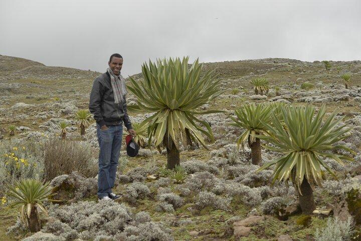 7-dages Bale Mountains National Park Tour