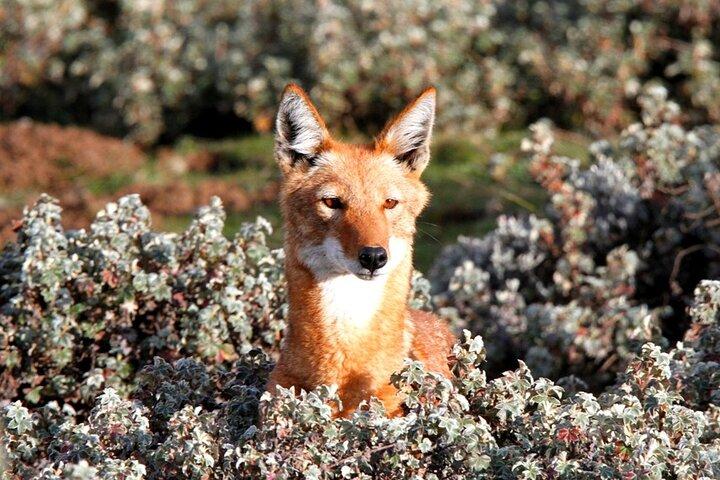 7-dagars rundtur i Bale Mountains nationalpark