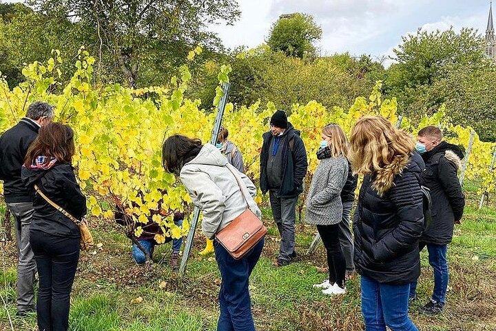 Private Wine Tasting Tour With Personal Driver in Alsace