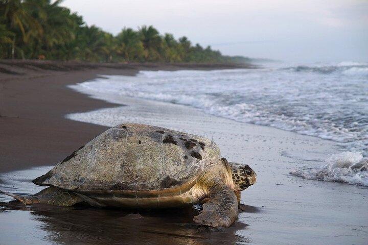 3-tägige Tour im Tortuguero National Park mit Abholung