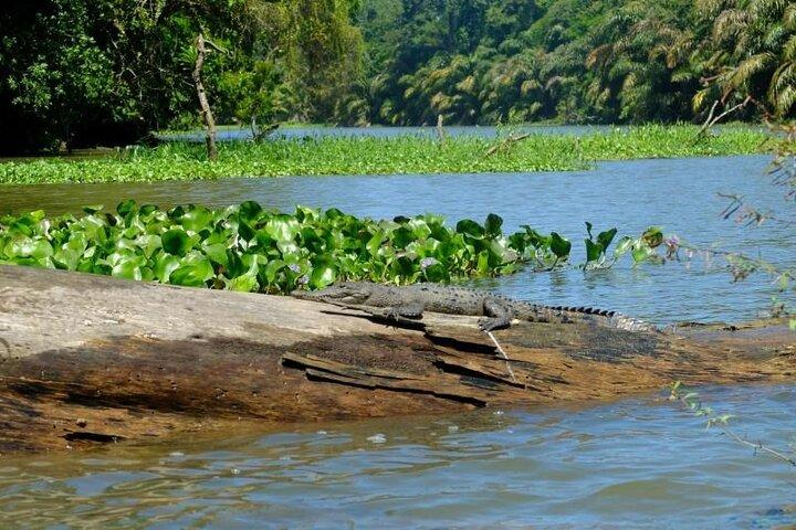 3-tägige Tour im Tortuguero National Park mit Abholung