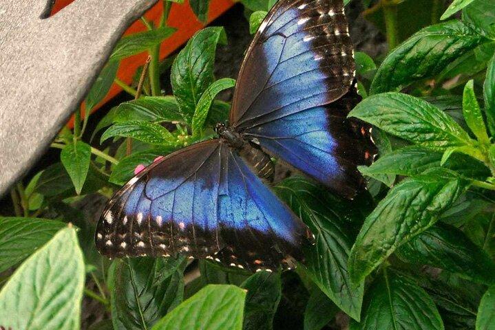 Private Day Tour in La Paz Waterfall Gardens & Baldi Hot Springs vanuit San Jose