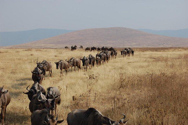 Great Wildebeest Migration Safari in Masai Mara