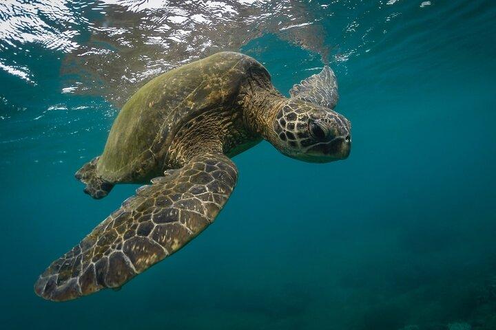 Snorkling med havskildpadder i Mirissa (afhentning og aflevering inkluderet)