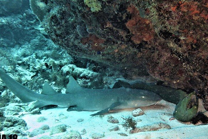SPECIAL!! 2 Tank Wreck & Drift Reef dives