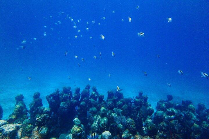 特別な！ MUSAでのシュノーケリング - 水中博物館予約