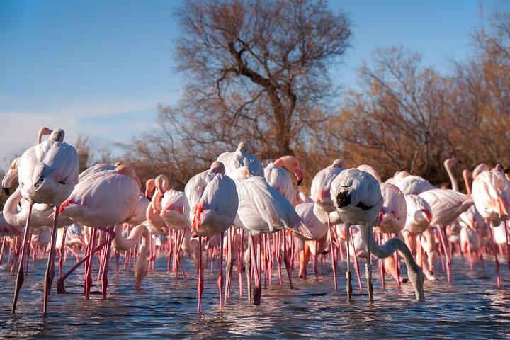 Excursión de un día a Camarga para grupos pequeños desde Aviñón